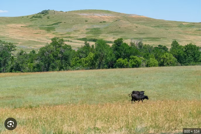 Unlocking the benefits of Multi-Species Planting for improved crop yields and soil health
